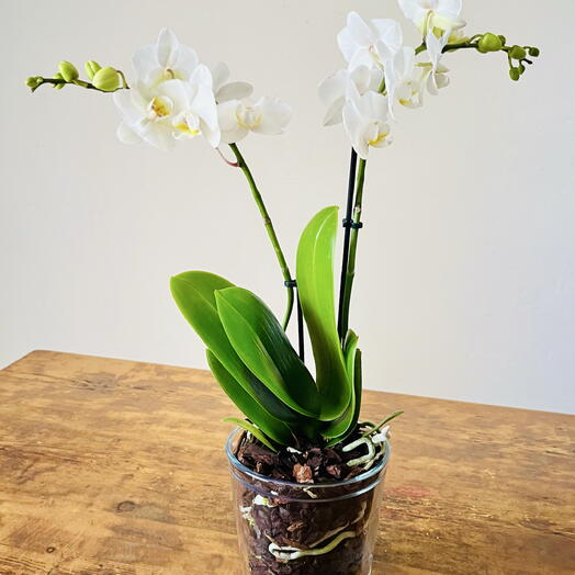 Orquidea phalaenopsis blanca