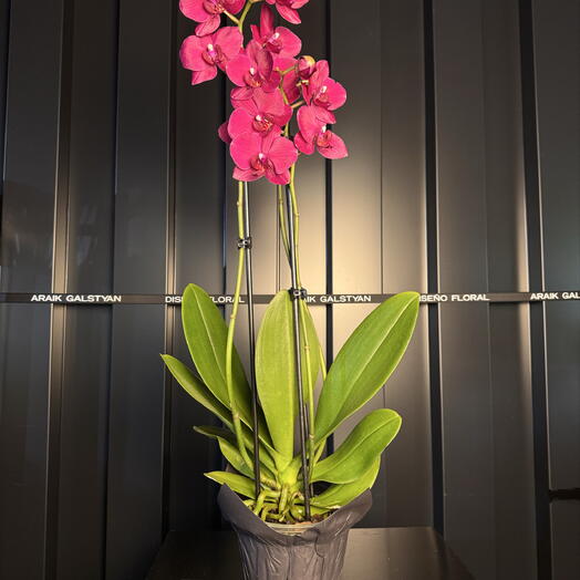 Orquidea grande - amour. Araik Galstian