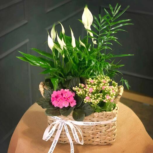 Cesta Maia – Composicion de plantas verdes y florales en cesto natural