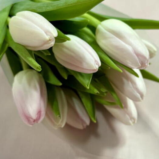 Tulipanes