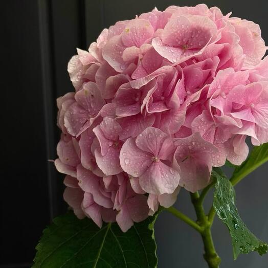Hortensia rosa