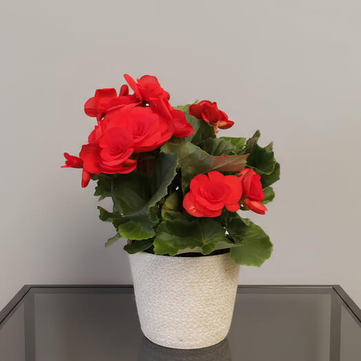 Begonia Roja
