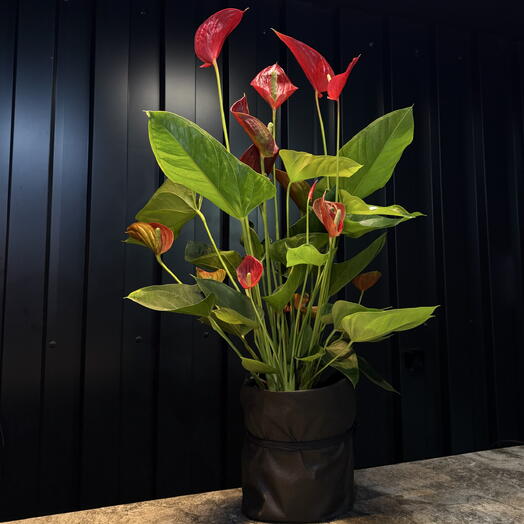 Anthurium grande de ARAIK GALSTYAN