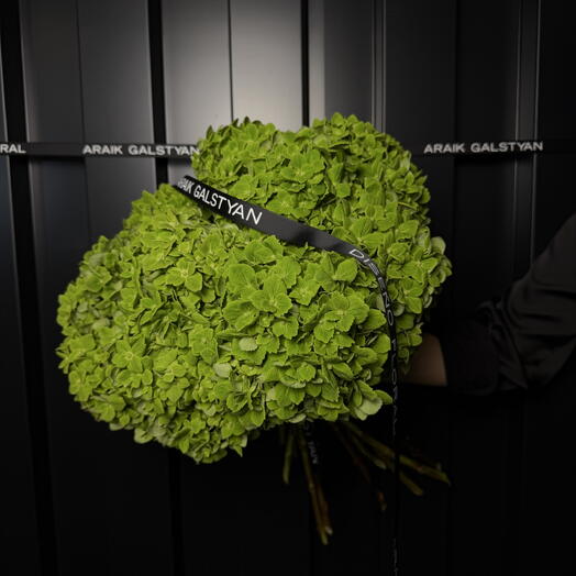 Ramo De Hortensias Verdes 13ud