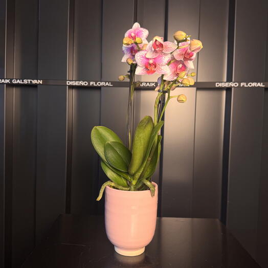 Petite orchidée élégante dans un vase en céramique ARAIK GALSTYAN