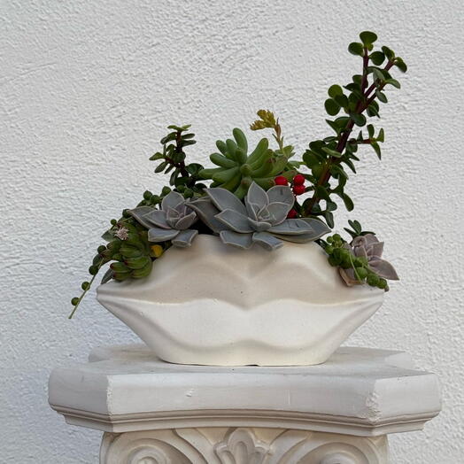 Maceta labios con suculentas