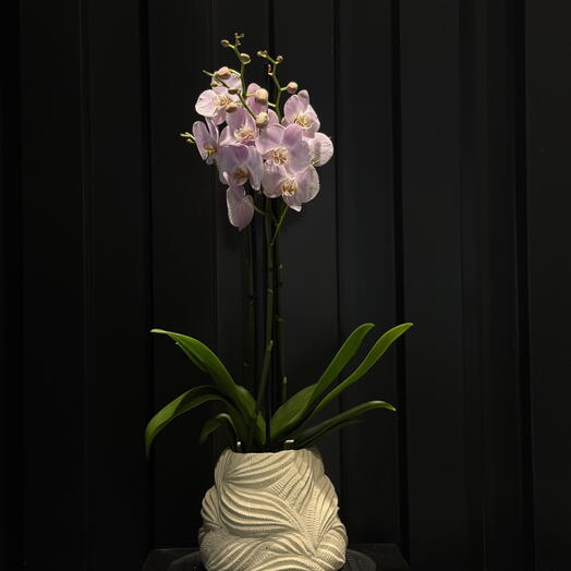 Orquidea en Maceta Escultorica de Ceramica ARAIK GALSTYAN