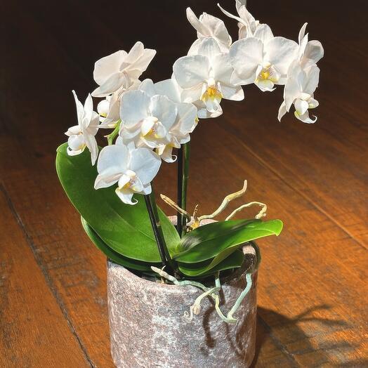 White Phalaenopsis Orchid