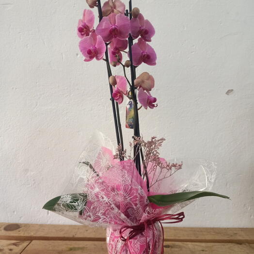 Phalaenopsis Pink/Fuchsia