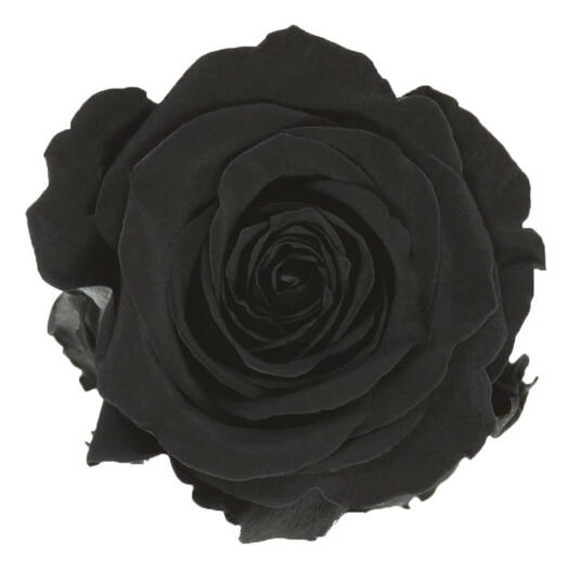 Rosa preservada negra