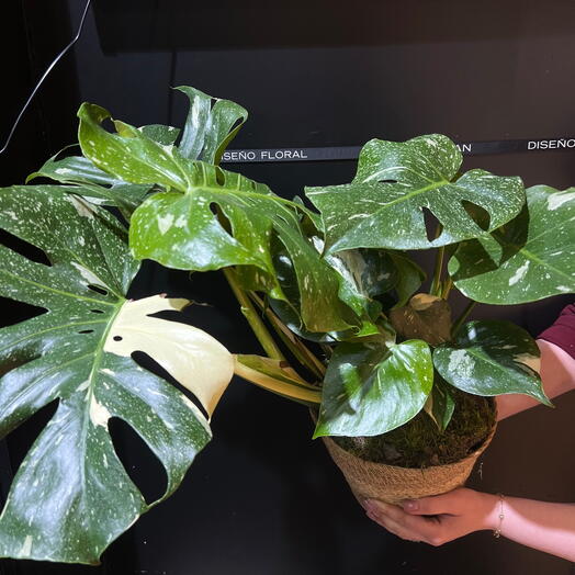 Monstera ARAIK GALSTYAN