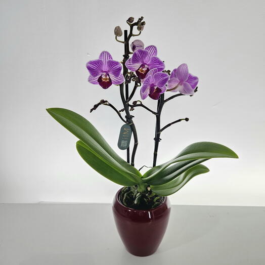 Orquidea lila