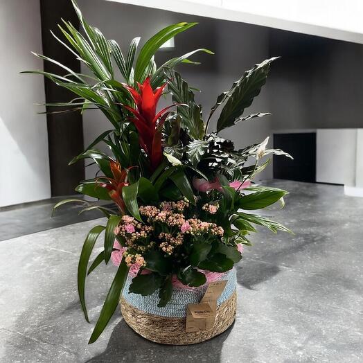 Cesta de plantas surtidas