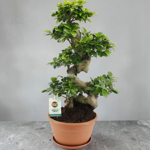 Ficus Ginseng
