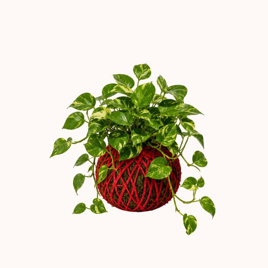 Kokedama Pothos