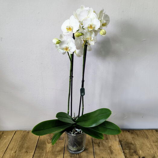 Орхидея фаленопсис «Бланка» со стеклянной подставкой