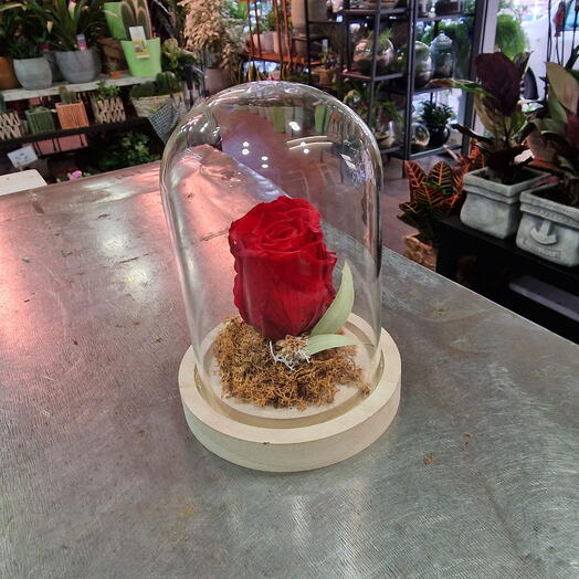 Rosa Eterna Roja en Campana de Cristal