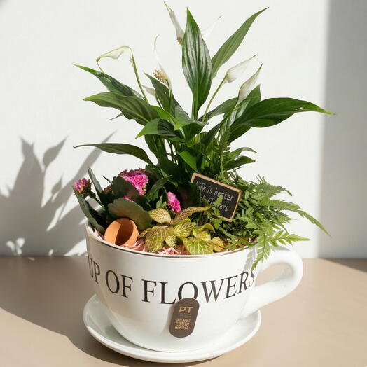 Natural cup