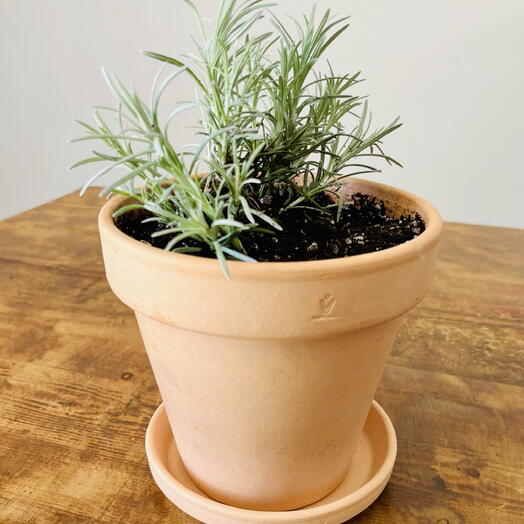 Planta de curry en maceta + plato terracota