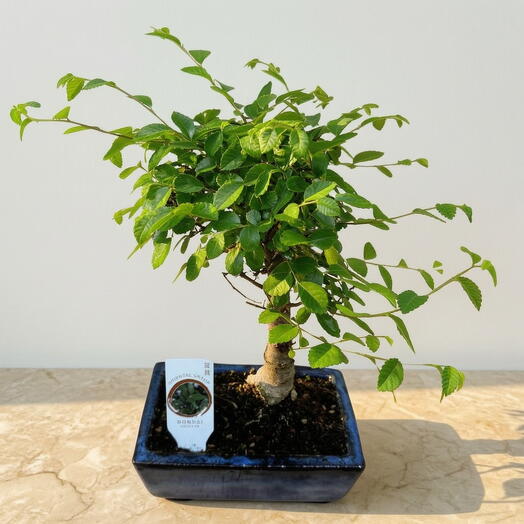 Bonsai Zelkova 6 anos