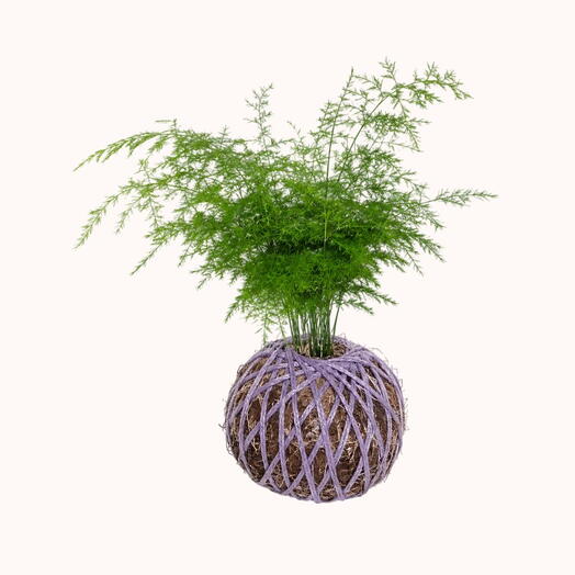 Kokedama Esparraguera