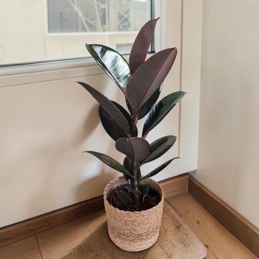 Ficus Robusta en Cestita