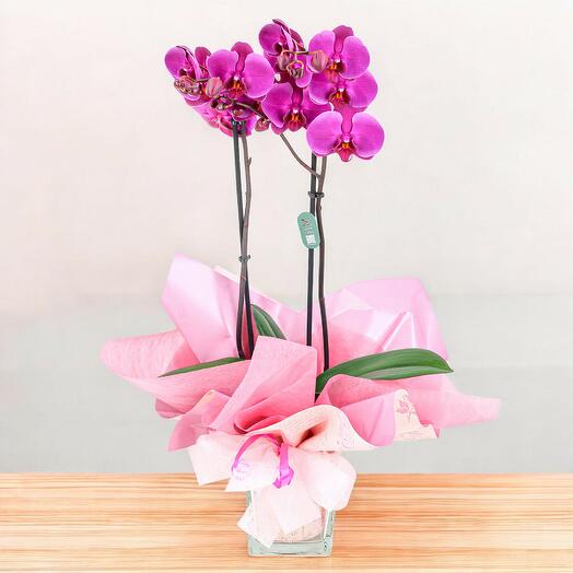 Planta Orquidea Fucsia Elegancia