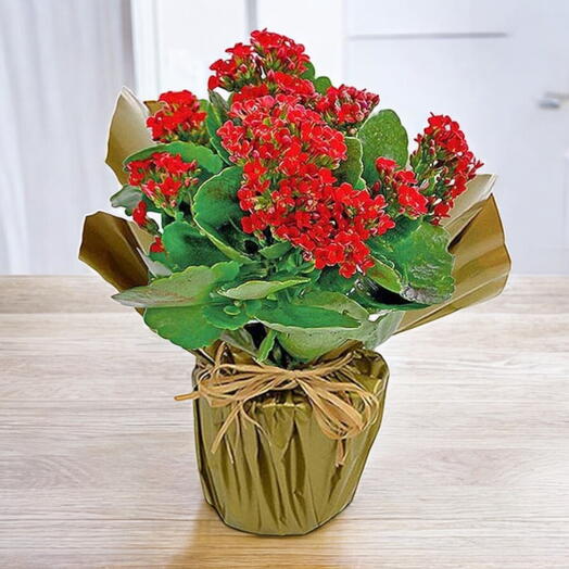 Kalanchoe