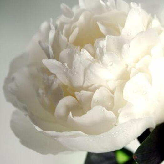 Peonia Blanca