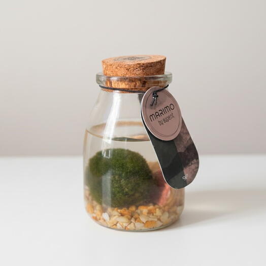 Decorative moss