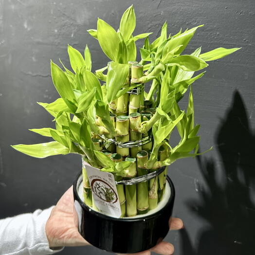 Bamboo en negro ARAIK GALSTYAN