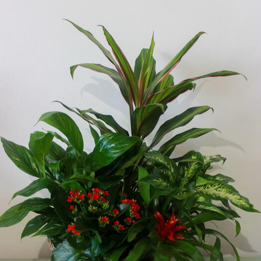 Canasta de plantas - El quinteto