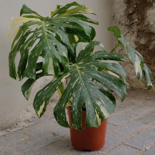Monstera Variegada