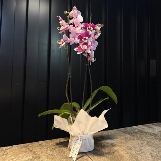 Orquidea Phalaenopsis purpura de ARAIK GALSTYAN