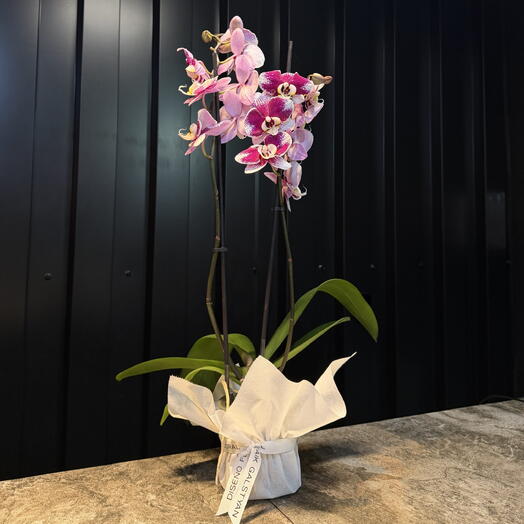 Phalaenopsis purpura de ARAIK GALSTYAN