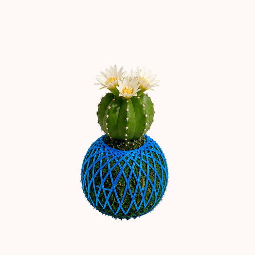 Kokedama Echinopsis