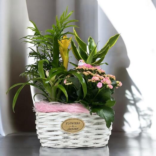 Cesta de macetas surtidas