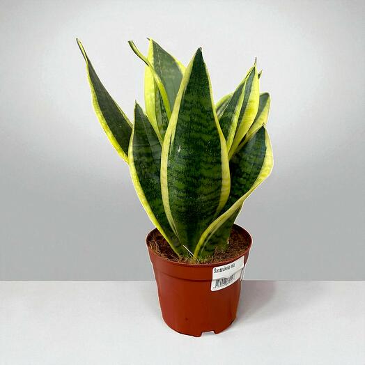 Sansevieria