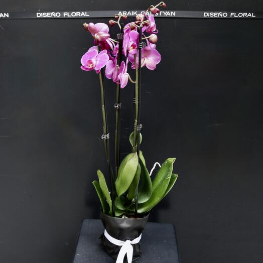 Orquidea Purpura ARAIK GALSTYAN