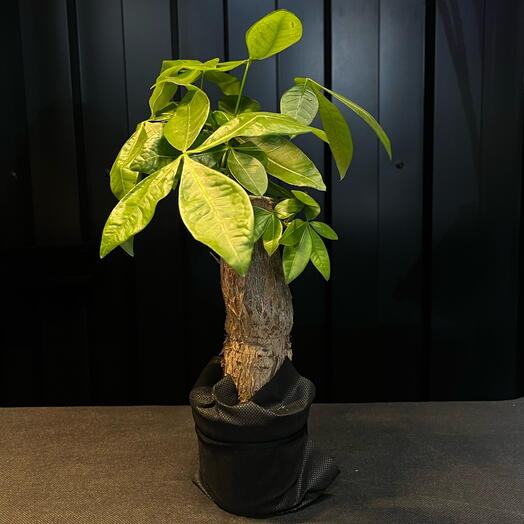 Pachira arbol de dinero