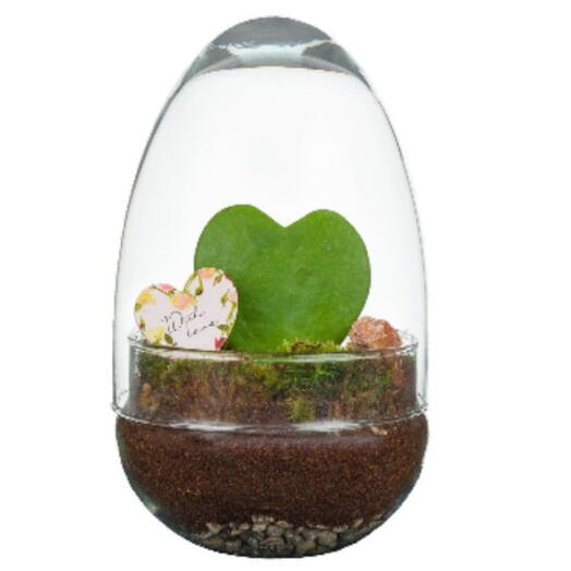 Вічний сад кактус серце