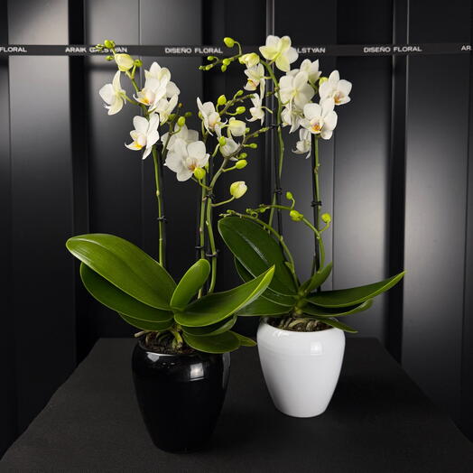 Phalaenopsis mini blanco