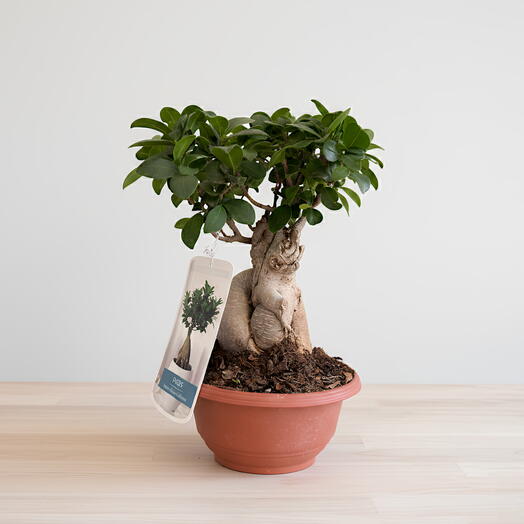 Ficus