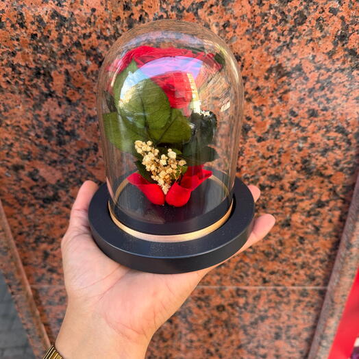 Rosa Roja Preservada Cupula Mediana🌹