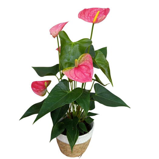 Planta de anturio Rosa en cesto