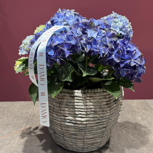 Hortensia azul con maceta