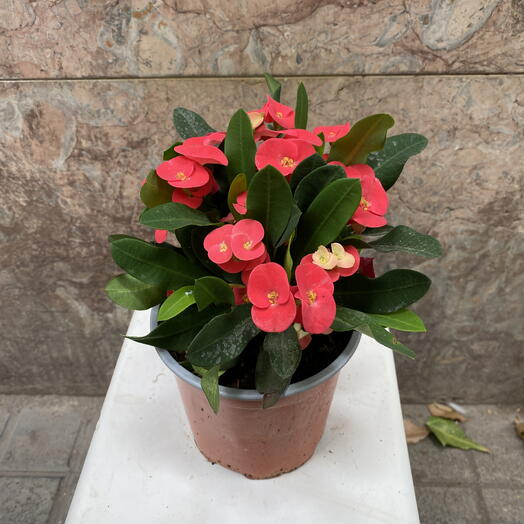 Espina de Cristo cactus