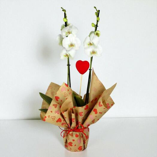 Orquidea Blanca con Doble Vara – Elegancia natural para regalar