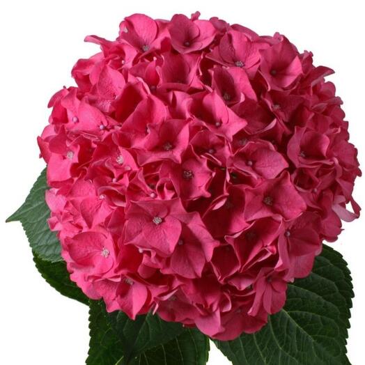 Hortensia Fucsia