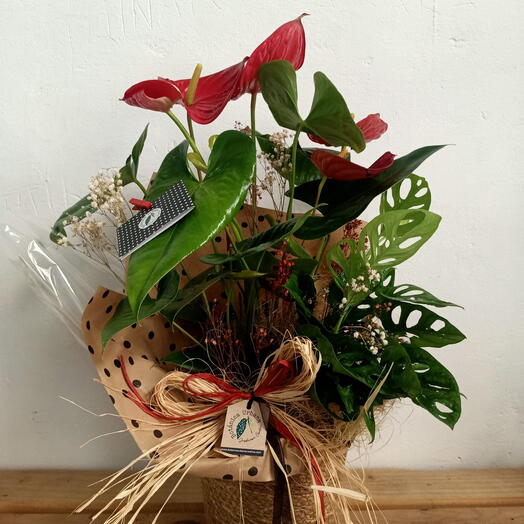 Anthurium Centerpiece + Green Plant
